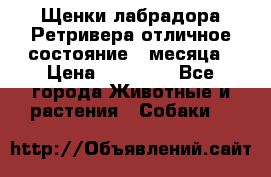 Щенки лабрадора Ретривера отличное состояние 2 месяца › Цена ­ 30 000 - Все города Животные и растения » Собаки   